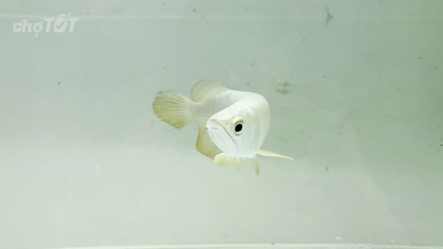 Cá rồng Kim Long Quá Bối. Mua bán Thú cưng khác tại Huyện Bình Chánh Tp Hồ Chí Minh được đăng bởi Huy văn arowana hình 1
