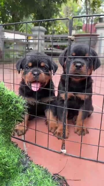 Chó Rottweiler 5.5-6kg Đen vàng đã tiêm. Mua bán Chó tại Huyện Bình Chánh Tp Hồ Chí Minh được đăng bởi Trường Bùi nguyên hình 1