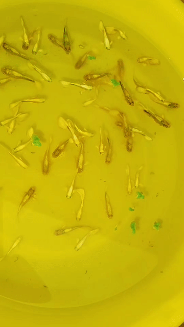 Cá cảnh Full Gold Gen Vàng Đen. Mua bán Thú cưng khác tại Huyện Cần Đước Long An được đăng bởi NHT Vlogs hình 1