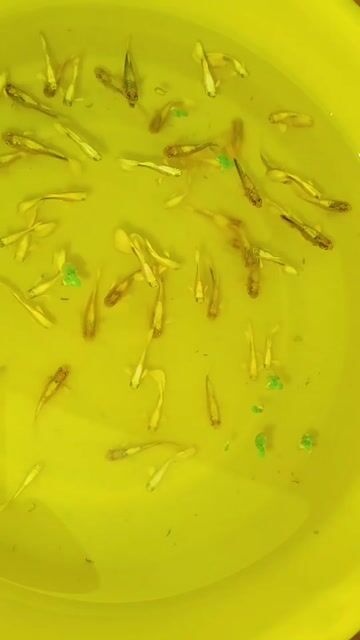 Cá cảnh Full Gold Gen Vàng Đen. Mua bán Thú cưng khác tại Huyện Cần Đước Long An được đăng bởi NHT Vlogs hình 1
