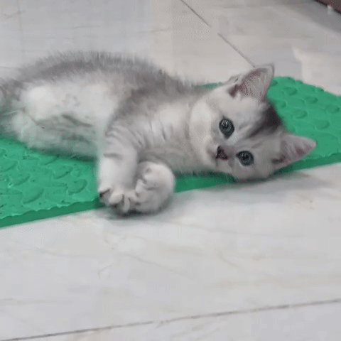 Mèo Anh lông ngắn đực 2 tháng. Mua bán Mèo tại Quận Hà Đông Hà Nội được đăng bởi Hoa Tuyết hình 1