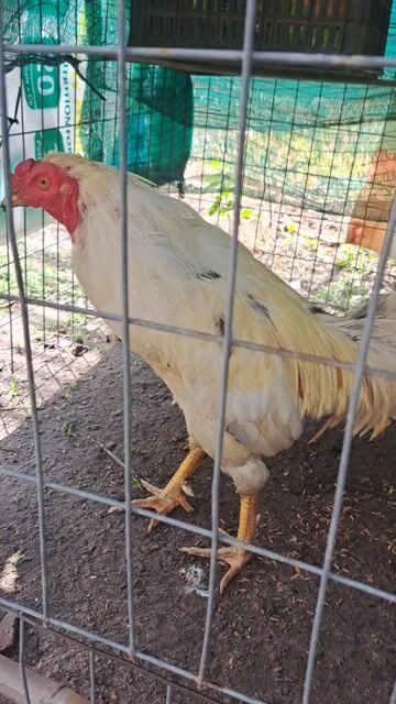 Gà bướm Trắng 2.9kg Làm cảnh/Kinh tế. Mua bán Gà tại Huyện Dương Minh Châu Tây Ninh được đăng bởi Pham Phu Loc hình 1