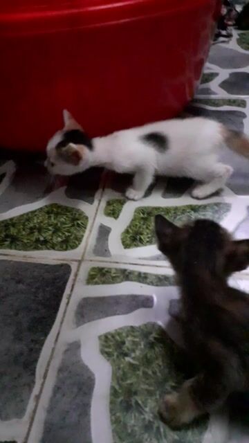 tặng Mèo tam thể cái khỏe mạnh. Mua bán Mèo tại Quận Thanh Khê Đà Nẵng được đăng bởi Tr Hang Nga hình 1