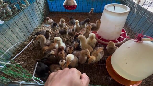 Gà Cuban 1 tháng tuổi. Mua bán Gà tại Thị xã Tân Uyên Bình Dương được đăng bởi Huy hình 1