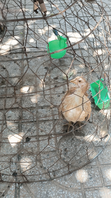 Gà Serama Mái Vàng xám. Mua bán Gà tại Thành phố Sóc Trăng Sóc Trăng được đăng bởi Lý Khâm Tuấn hình 1