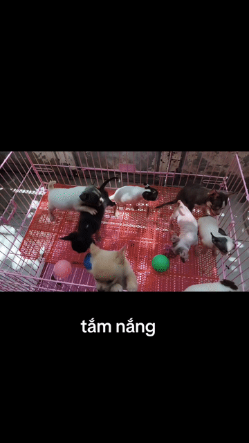 Chó Chihuahua nhà đẻ. Mua bán Chó tại undefined Tp Hồ Chí Minh được đăng bởi ZoZo House Chihuahua hình 1