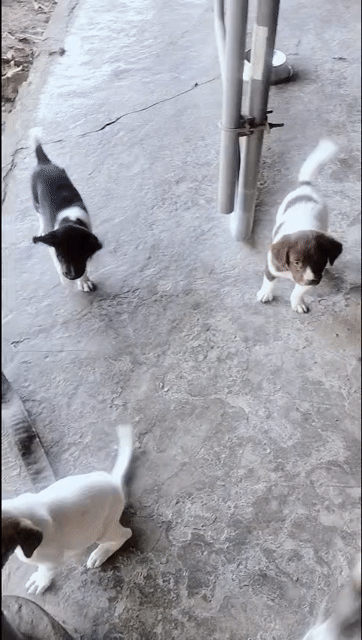 Chó Poodle 5 con Trắng Nâu Đen 2 tháng. Mua bán Chó tại Thành phố Thuận An Bình Dương được đăng bởi Thủy Nguyễn hình 1