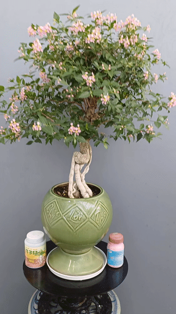 Hồng ngọc mai chân dài đế nôm chậu Gốm xưa kiểu ly. Mua bán Cây cảnh, đồ trang trí tại Quận Tân Bình Tp Hồ Chí Minh được đăng bởi Bonsai và Chậu xưa hình 1