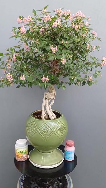 Hồng ngọc mai chân dài đế nôm chậu Gốm xưa kiểu ly. Mua bán Cây cảnh, đồ trang trí tại Quận Tân Bình Tp Hồ Chí Minh được đăng bởi Bonsai và Chậu xưa hình 1