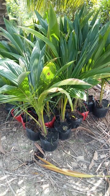 Cây giống Dừa Dứa Lùn. Mua bán Đồ chuyên dụng, Giống nuôi trồng tại Huyện Cái Bè Tiền Giang được đăng bởi DU LỊCH VÀ CUỘC SỐNG Vlogs hình 1
