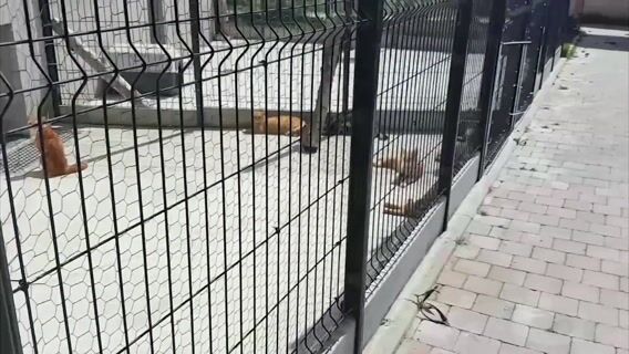 La protection animalière