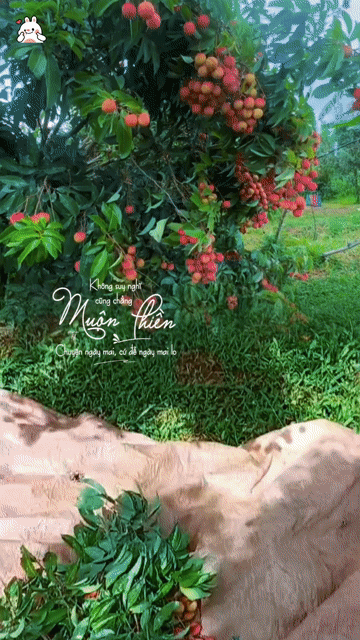 Vải thiều nhà trồng 1kg siêu ngon. Mua bán Đồ ăn, thực phẩm và các loại khác tại Quận Tân Bình Tp Hồ Chí Minh được đăng bởi Lương thị thuỷ hình 1