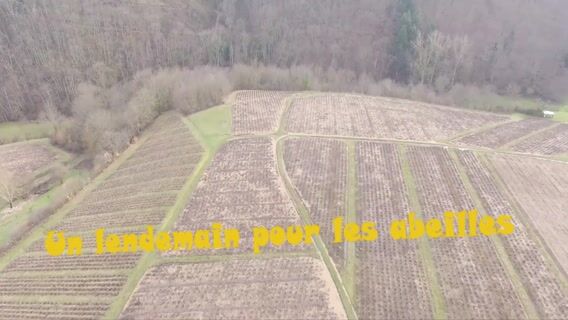 Une lendemain pour les abeilles