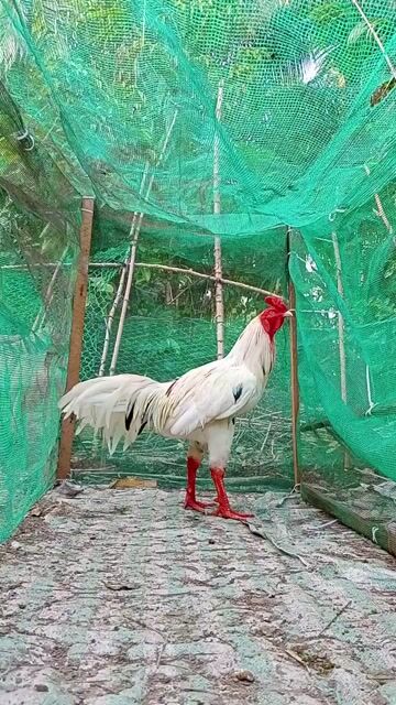 Gà chọi Trắng Đực. Mua bán Gà tại Huyện Cầu Kè Trà Vinh được đăng bởi Kênh giải trí hình 1