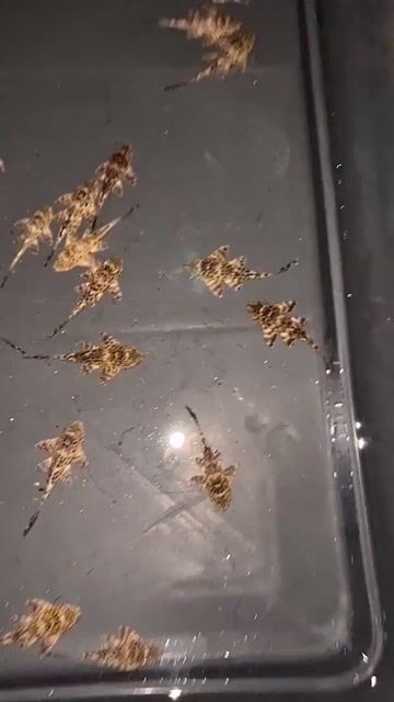 Pleco Beo đen S5-6. Mua bán Thú cưng khác tại Quận Gò Vấp Tp Hồ Chí Minh được đăng bởi Chất Pleco hình 1