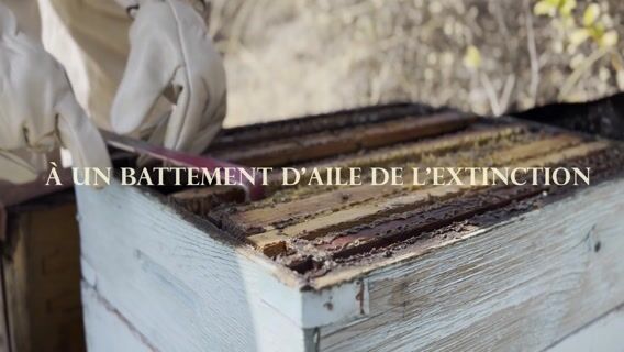 À un battement d'aile de l'extinction