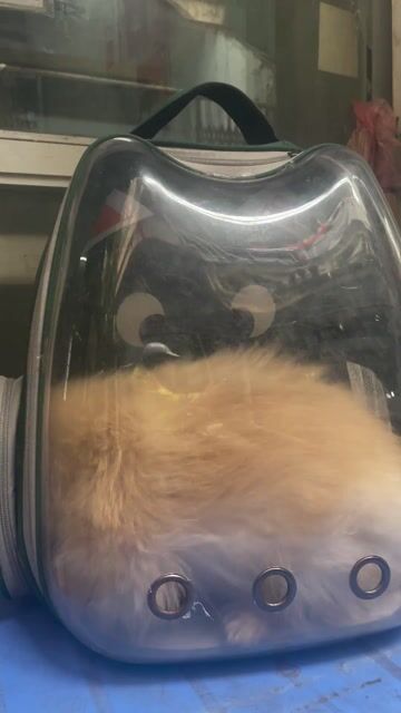 Chó Phốc Sóc cái 1 năm 3 tháng. Mua bán Chó tại Quận Hà Đông Hà Nội được đăng bởi Lê đức tài hình 1