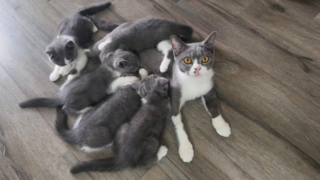 Mèo anh lông ngắn cái xám đốm trắng. Mua bán Mèo tại Huyện Thanh Trì Hà Nội được đăng bởi Nguyen Hong hình 1