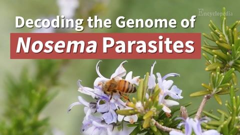 Encyclopedia-Genome Structure, Evolution, and Host Shift of Nosema