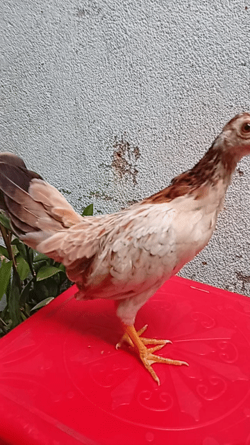 Gà tre mái 3 tháng . Mua bán Gà tại Quận Tân Phú Tp Hồ Chí Minh được đăng bởi Tiger hình 1