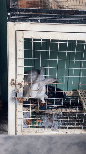 Thỏ New Zealand 3.5kg Xám trắng. Mua bán Thú cưng khác tại Thành phố Thủ Đức Tp Hồ Chí Minh được đăng bởi Đức Hiệp hình 1