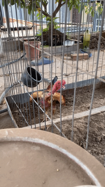 Gà cảnh trống hơn 1 năm màu Nâu Đen. Mua bán Gà tại Quận Tây Hồ Hà Nội được đăng bởi Nguyen manh lâm hình 1