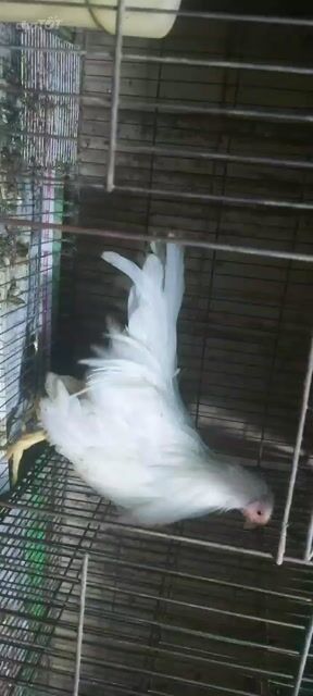 Gà Tân Châu Trống Đuôi dài Nuôi cảnh. Mua bán Gà tại Quận 11 Tp Hồ Chí Minh được đăng bởi phuong kim huong hình 1