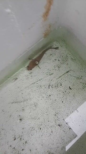 cá lóc yellow. Mua bán Thú cưng khác tại Thành phố Dĩ An Bình Dương được đăng bởi Tien Dat hình 1