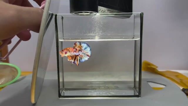 Cá Betta Đa sắc Khỏe mạnh. Mua bán Thú cưng khác tại Quận Tân Phú Tp Hồ Chí Minh được đăng bởi Khoa Nguyen hình 1