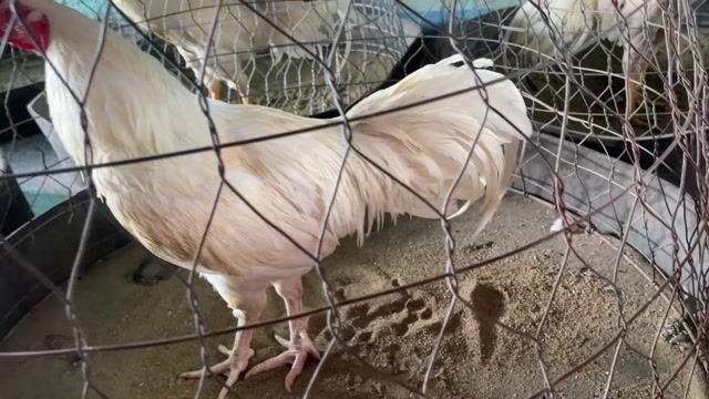 ua 3ky4 long moi tay tốt. Mua bán Gà tại Huyện Mỏ Cày Nam Bến Tre được đăng bởi Hưng bui  hình 1