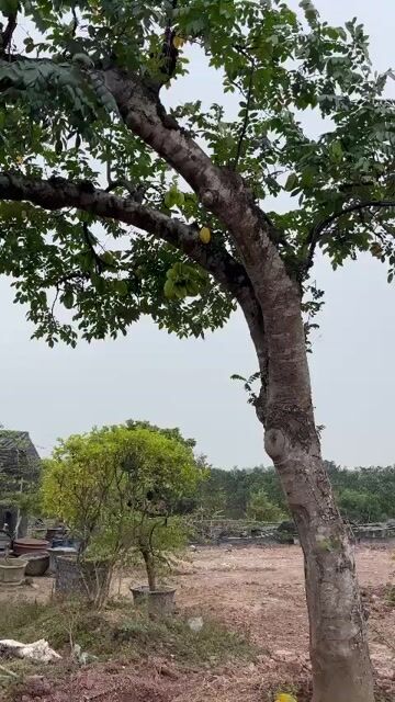 Cây cảnh Khế dáng bay. Mua bán Cây cảnh, đồ trang trí tại Huyện Gia Lâm Hà Nội được đăng bởi Nguyễn Trung Kiên hình 1