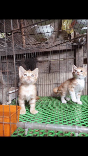Mèo lai ALN. Mua bán Mèo tại Huyện Long Hồ Vĩnh Long được đăng bởi Linh hình 1