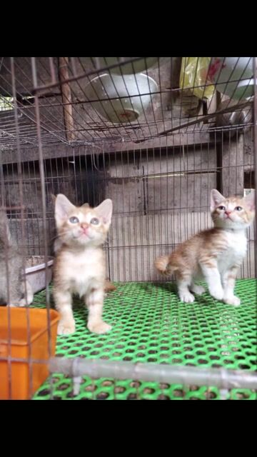 Mèo lai ALN. Mua bán Mèo tại Huyện Long Hồ Vĩnh Long được đăng bởi Linh hình 1