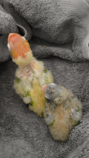 Chim Lovebird Baby Nuôi thuần. Mua bán Chim tại Huyện Long Thành Đồng Nai được đăng bởi Yến phụng tyey hình 1
