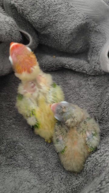 Chim Lovebird Baby Nuôi thuần. Mua bán Chim tại Huyện Long Thành Đồng Nai được đăng bởi Yến phụng tyey hình 1