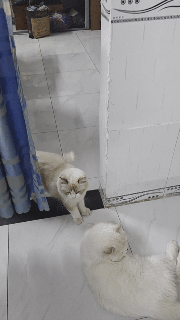 Mèo Ragdoll Đực Cái 1 tuổi 8 tháng. Mua bán Mèo tại Thành phố Thủ Đức Tp Hồ Chí Minh được đăng bởi Nguyễn Sơn hình 1