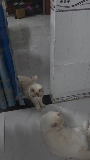 Mèo Ragdoll Đực Cái 1 tuổi 8 tháng. Mua bán Mèo tại Thành phố Thủ Đức Tp Hồ Chí Minh được đăng bởi Nguyễn Sơn hình 1