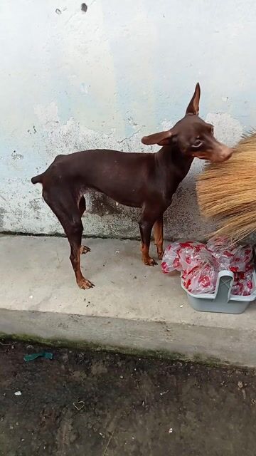 chó Phóc hươu đang lên giống. Mua bán Chó tại Quận 12 Tp Hồ Chí Minh được đăng bởi tý hình 1