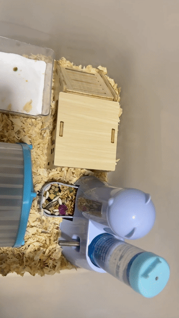 Lồng Hamster Nhựa Trắng. Mua bán Phụ kiện, Thức ăn, Dịch vụ tại Quận Hà Đông Hà Nội được đăng bởi Phương Anh Phạm Thị hình 1