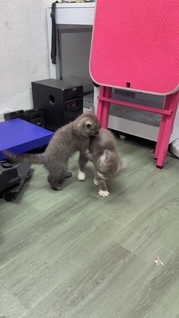 Mèo ANH LÔNG NGẮN TABBY THUẦN nhà đẻ. Mua bán Mèo tại Quận Tân Phú Tp Hồ Chí Minh được đăng bởi Nganle hình 1