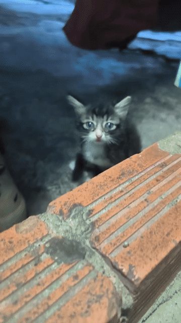 Mèo  Ragdoll lai Anh lông ngắn . Mua bán Mèo tại Huyện Dầu Tiếng Bình Dương được đăng bởi Vu Minh hình 1