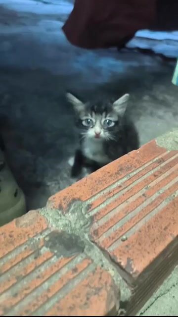 Mèo  Ragdoll lai Anh lông ngắn . Mua bán Mèo tại Huyện Dầu Tiếng Bình Dương được đăng bởi Vu Minh hình 1