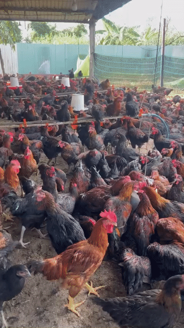 Gà LAI CHỌI 75K/KG. Mua bán Gà tại Thành phố Dĩ An Bình Dương được đăng bởi Vu Tho hình 1