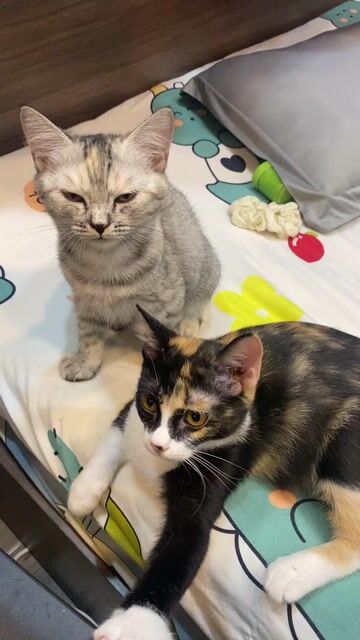 Mèo Anh lông ngắn Tabby. Mua bán Mèo tại Quận Phú Nhuận Tp Hồ Chí Minh được đăng bởi Quynh Quynh hình 1