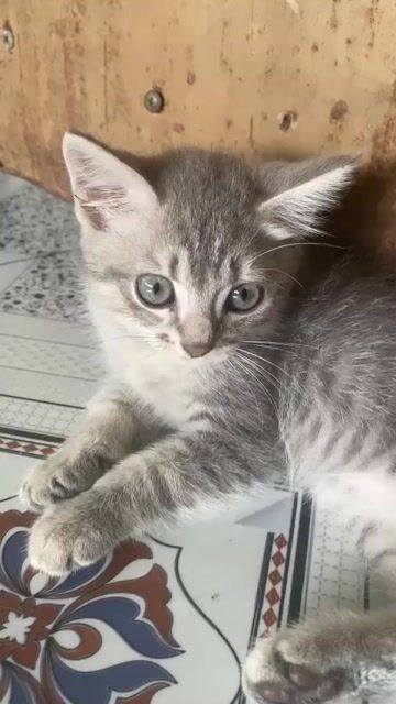 Mèo Anh Vàng, Xám 3 tháng. Mua bán Mèo tại Thành phố Thủ Đức Tp Hồ Chí Minh được đăng bởi Bánh Bò hình 1