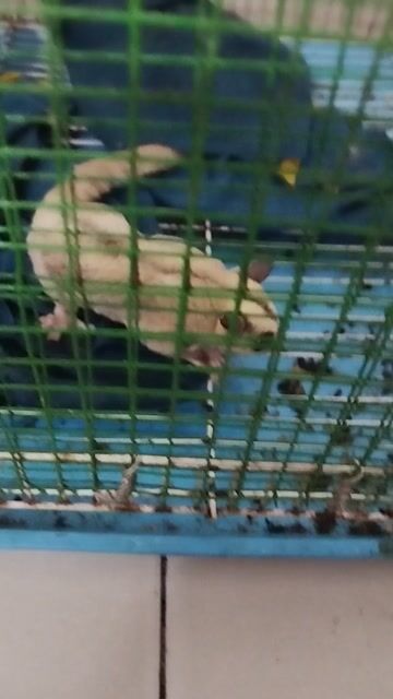 Sóc bay Úc trắng 7 tháng. Mua bán Thú cưng khác tại Thành phố Thủ Đức Tp Hồ Chí Minh được đăng bởi Trần Hoàn Vũ hình 1