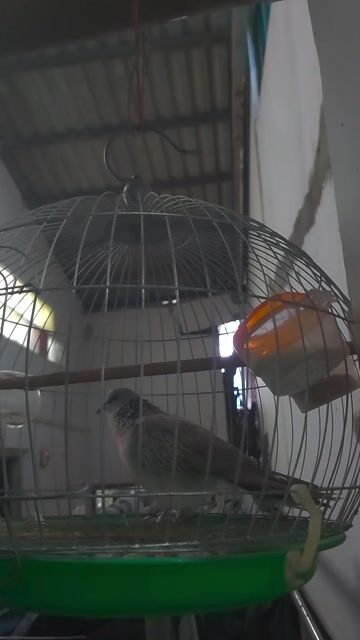 Chim Cu gáy Xám Chim Thái. Mua bán Chim tại Huyện Nhà Bè Tp Hồ Chí Minh được đăng bởi Nhut hình 1