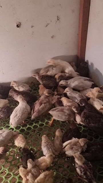 Gà rutin Mini Siêu trứng 300 trứng/năm. Mua bán Gà tại Huyện Vĩnh Cửu Đồng Nai được đăng bởi Trần Phước hình 1