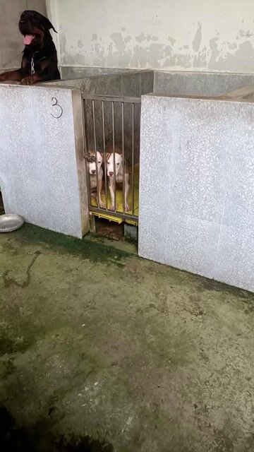 Thanh lý tet Pitbull cái size đại. Mua bán Chó tại Huyện Bình Chánh Tp Hồ Chí Minh được đăng bởi Anh nông dân da đen hình 1