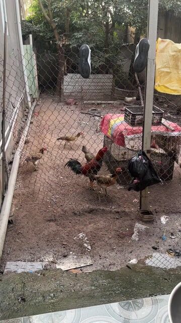 gà mái nồi. Mua bán Gà tại Huyện Đức Hòa Long An được đăng bởi Hùng hình 1